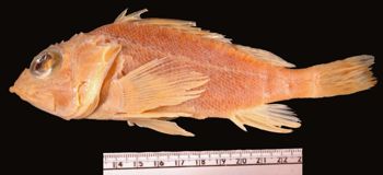 Media type: image; Ichthyology 28768